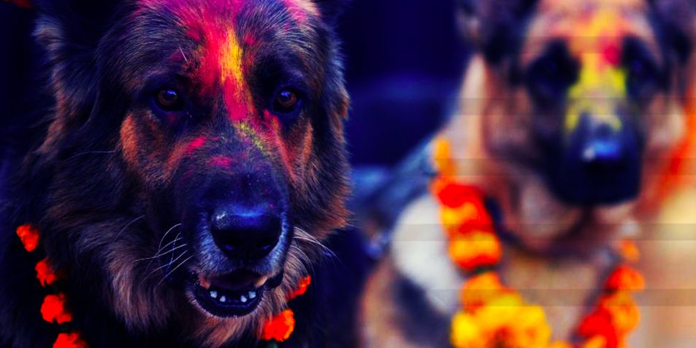 Dogs being worshiped in tihar