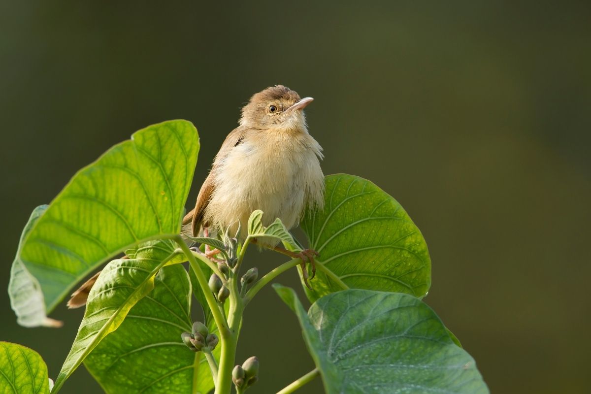 plain prinia bird