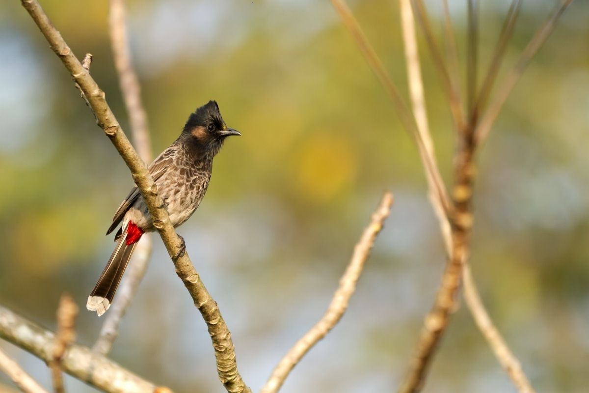 bulbul bird