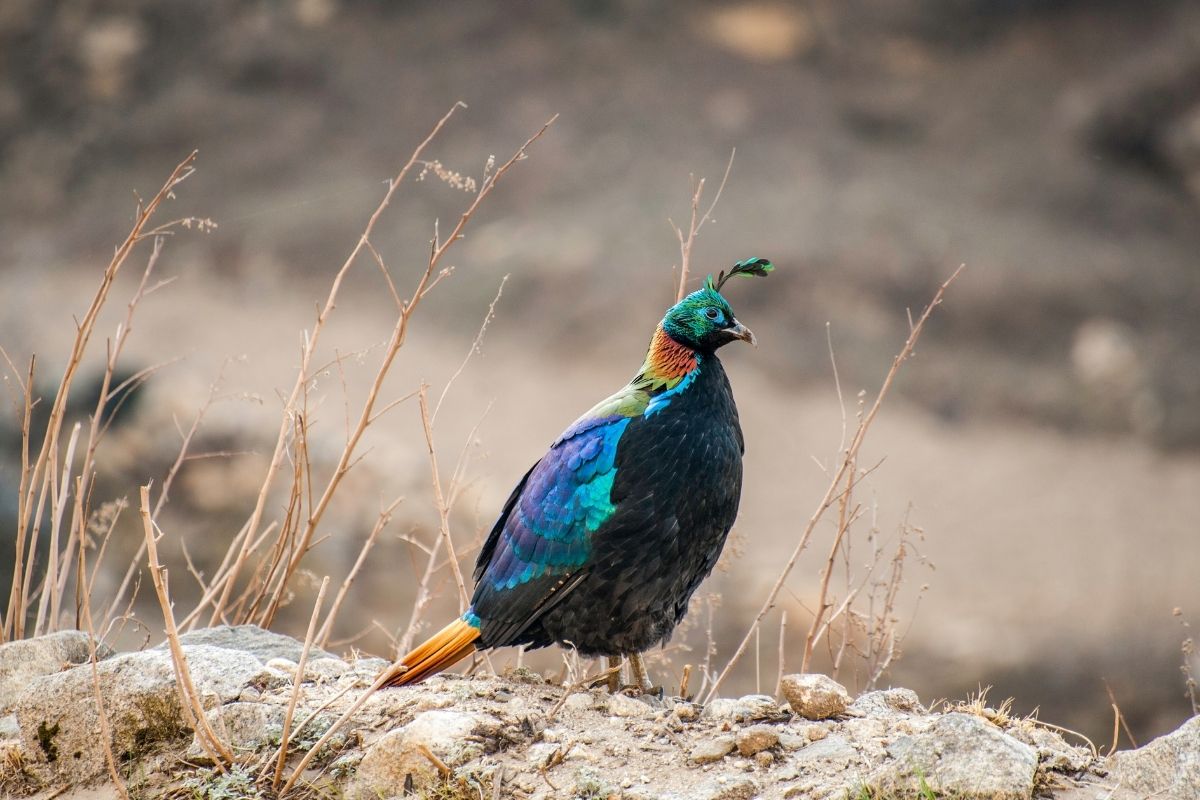 himalayan monal