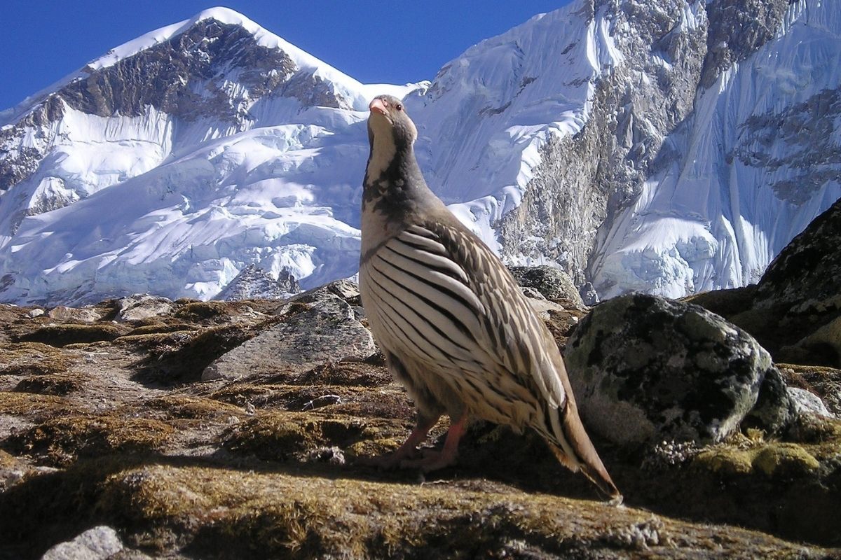 snowcock bird in nepal 