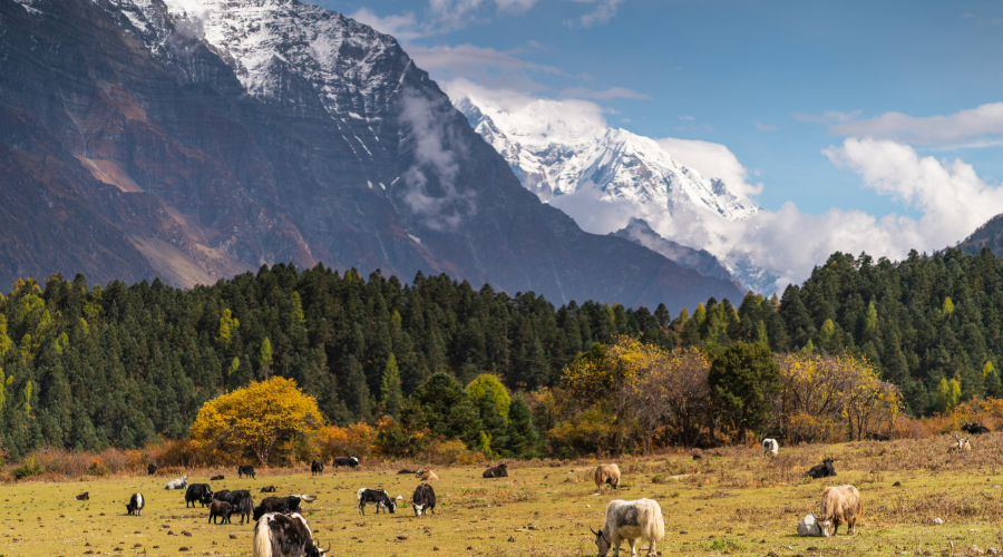 annapurna circuit april