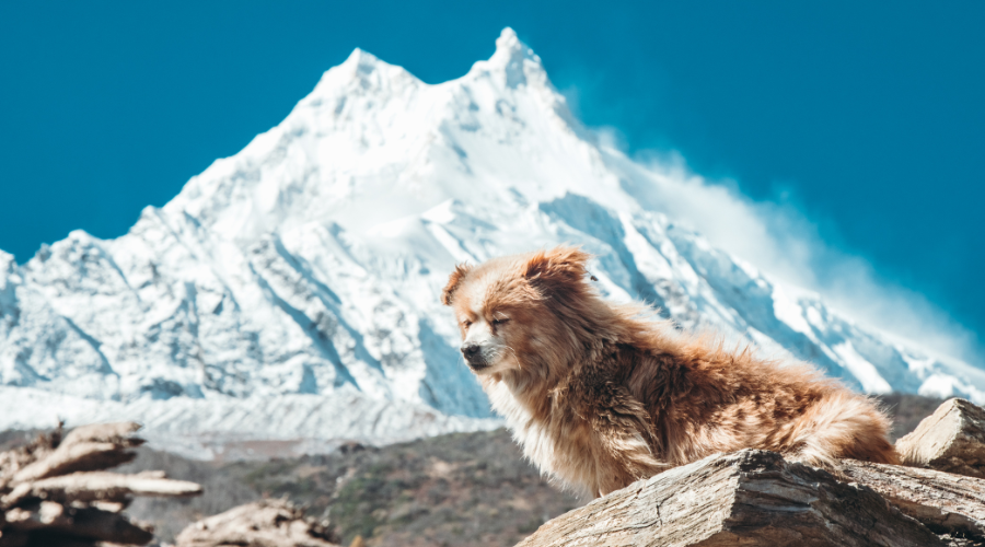 manaslu season trek