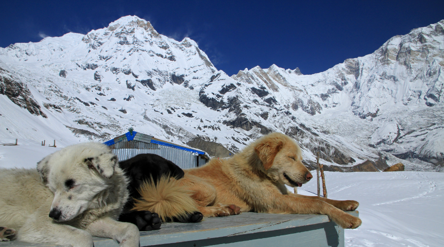 annapurna base camp abc