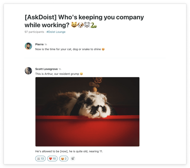 A screenshot for a Twist thread titled: "Ask Todoist, Who's keeping you company while you working?" is shown. Todoister Scott shares a picture of his rabbit with the caption "This is Arthur, our resident grump." End description.