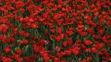 Holoplot claims world first with live dual translation