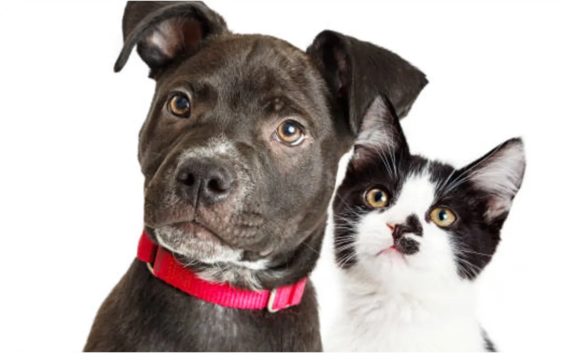 Pet Care