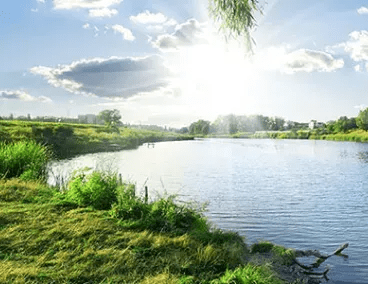Sun shining over a lake with greenery