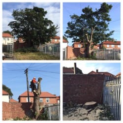 Tree removal in confined space. Had over 10 BT wires running through the canopy. The tree was dismantled with the lines in place, saving the customer over £1000 in paying BT for the lines to be dropped.