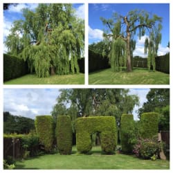 Large willow tree reduced and thinned bringing it back within boundary lines and allowing light into the garden. Also, hedge trimming.