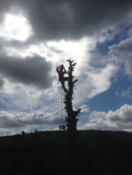 Main photos of Local Tree Care