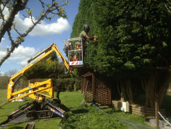 Hedge trimmimg this large lleylandii hedge.