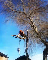 Removal of a birch tree