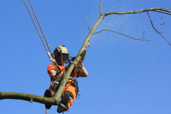 Tree Surgeon