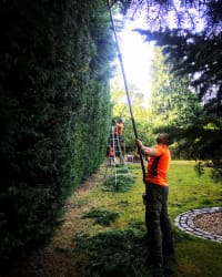 Taming a high hedge