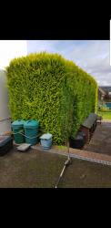 PRO FENCE & TREE SERVICES logo