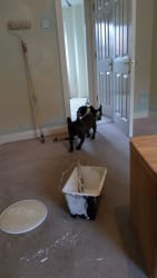 Main photos of M Harding Decorating