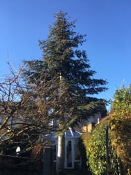 Main photos of Ts trees
