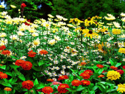 Gardener Greg Website Promotional Homepage Photo