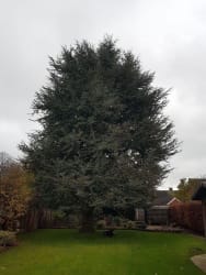 Main photos of Tree Surgery North West