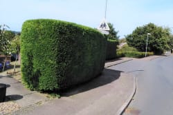Hedge cutting with Grounds & Gardens. All your garden needs. Based in Bungay Suffolk
