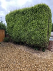 Conifer hedge taken down with all waste taken away 