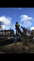 ALL COUNTIES TREE CARE Logo