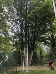 Main photos of Maple Tree Service and Landscaping LTD
