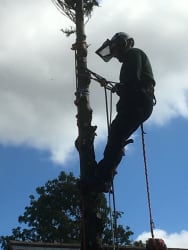 Dismantle and remove of a large conifer