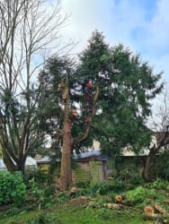 Main photos of Crown Landscaping and Tree Care