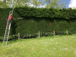 Cover photos of A2A Tree AMD Garndeing Maintenance