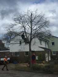 Main photos of WDJ tree,landscapes