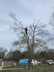 Main photos of WDJ tree,landscapes