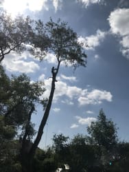Main photos of Triskel Tree and Garden Care