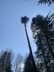 Main photos of Triskel Tree and Garden Care