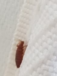 Main photos of Sapphire Pest Management