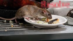 Cover photos of Resolve Pest Control