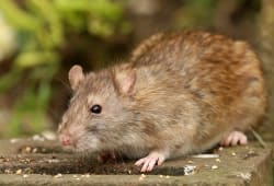 Brown Rat