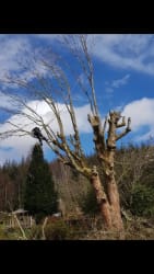 Cover photos of Lochaber Tree Solutions