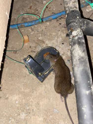 Main photos of Ni pest control & proofing 