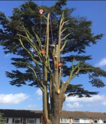 Main photos of FIRST CHOICE DRIVEWAYS & TREECARE