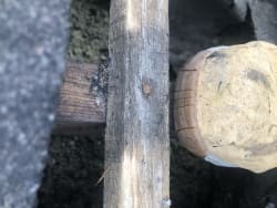 Rotten roof Barton