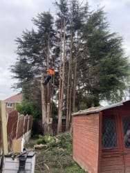 Main photos of Greenrose tree care