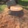 Stump grinding Lead