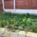 Garden maintenance and upkeep Lead