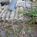 Asbestos removal Lead