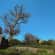 Tree surgery Lead