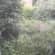 Lawn Care Lead