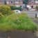 Lawn Care Lead