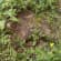 Stump grinding Lead